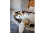 Adopt Smores a Calico or Dilute Calico Domestic Shorthair / Mixed (short coat)