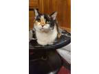 Adopt Nitch a Calico or Dilute Calico Domestic Shorthair / Mixed (short coat)