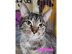 Adopt Jelly Bean a Brown Tabby Domestic Shorthair (short coat) cat in Jeannette