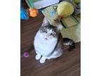 Adopt Allie a Gray, Blue or Silver Tabby Domestic Shorthair (short coat) cat in