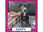 Adopt Tink a Black Mixed Breed (Medium) / Mixed dog in Gainesville
