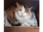Adopt Chimera a Domestic Longhair / Mixed (long coat) cat in Fremont