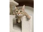 Adopt ARNOLD a Domestic Shorthair / Mixed (short coat) cat in Sandusky