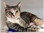 Adopt Ma Barker a Domestic Shorthair / Mixed (short coat) cat in Tiffin