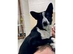 Adopt Brody a Border Collie / Australian Cattle Dog / Mixed dog in Greeneville