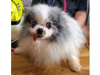 Adopt Old Man a Pomeranian / Mixed dog in Defiance, OH (37714199)