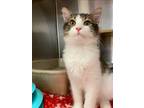 Adopt Ferguson a White Manx / Domestic Shorthair / Mixed cat in Oklahoma City
