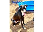 Adopt Tayler a Labrador Retriever / Mixed dog in Cambridge, MD (37711050)
