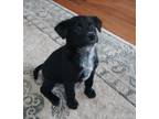 Adopt Amy a Mixed Breed (Medium) / Mixed dog in Duncan, OK (37714120)