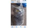 Adopt Indigo a Russian Blue / Mixed (short coat) cat in Newaygo, MI (37714093)