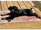 Adopt Buddy a Black - with Tan, Yellow or Fawn Dachshund / Jack Russell Terrier