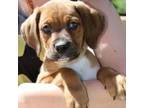 Adopt Luke AE a Tan/Yellow/Fawn Boxer / Mixed dog in Rochester, NY (37713820)