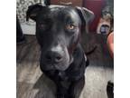 Adopt Drax JW a Black Mastiff / Labrador Retriever / Mixed dog in Rochester