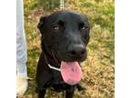 Adopt Shadow DH* a Black Labrador Retriever / Mixed dog in Rochester