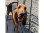 Adopt Bocephus 'Bo a Bloodhound / Mixed dog in San Pablo, CA (37713709)