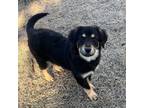 Adopt Krebbs a Labrador Retriever / Shepherd (Unknown Type) / Mixed dog in Fort