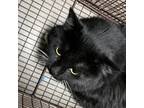 Adopt Taki-Chan a All Black Domestic Shorthair / Mixed cat in Yuma