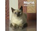 Adopt Marie a White Siamese / Mixed cat in Yuma, AZ (37713641)