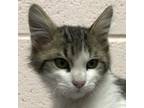 Adopt Ail a White Domestic Mediumhair / Mixed cat in Las Cruces, NM (37713627)