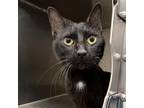 Adopt Baxter a All Black Domestic Shorthair / Mixed cat in Bentonville