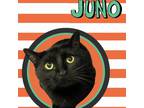 Adopt Juno a All Black Domestic Shorthair / Mixed cat in Bentonville