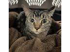 Adopt Poblano a Brown or Chocolate Domestic Shorthair / Mixed cat in