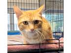 Adopt Jolene a Domestic Shorthair / Mixed (short coat) cat in Darlington