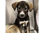 Adopt Odie a Black Great Dane / Husky / Mixed dog in Martinsville, VA (37710432)