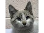 Adopt Al a Tiger Striped Domestic Shorthair / Mixed cat in Las Cruces