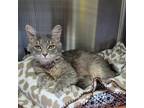 Adopt Sugar a Domestic Mediumhair / Mixed cat in Knoxville, TN (37711336)