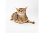 Adopt Abe a Brown or Chocolate Abyssinian / Mixed cat in Playa Vista