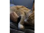 Adopt Tiger a Orange or Red (Mostly) American Shorthair / Mixed (short coat) cat