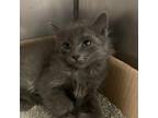 Adopt Mark a Gray or Blue Domestic Shorthair / Mixed cat in Charleston