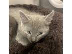 Adopt George a Gray or Blue Domestic Shorthair / Mixed cat in Charleston