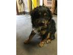Adopt Buffer a Black Lhasa Apso / Mixed dog in El Paso, TX (37712440)