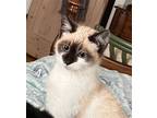 Adopt Ziggy a Snowshoe / Mixed (short coat) cat in Raleigh, NC (37712400)