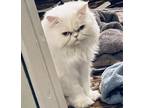 Adopt Theodora a White Persian / Mixed (long coat) cat in Indianapolis