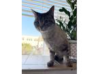 Adopt Pearl a Siamese cat in Roanoke, VA (37712051)