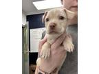 Adopt Dolly a Tan/Yellow/Fawn Mixed Breed (Medium) / Mixed dog in Greenwood