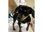 Adopt Marshmellow a Black Dachshund / Mixed dog in Burlington, WA (37712007)