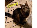 Adopt Chewy a All Black Domestic Longhair / Mixed cat in Eureka Springs