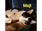 Adopt Moji a All Black Domestic Shorthair / Mixed cat in Eureka Springs