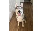 Adopt Axel a Black - with Tan, Yellow or Fawn Husky / Mixed dog in Newark