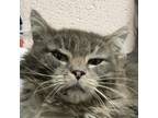 Adopt Bug a Gray or Blue Domestic Mediumhair / Mixed cat in Las Cruces