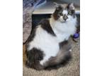 Adopt C-Rosie a Domestic Longhair / Mixed (short coat) cat in Jacksonville