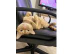 Adopt Giannis a Orange or Red Domestic Shorthair / Mixed (short coat) cat in