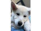 Adopt Snow White a Akita / Mixed dog in Napa, CA (37710932)