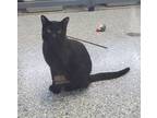 Adopt Egbert a Domestic Shorthair / Mixed (short coat) cat in Angola