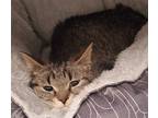Adopt Nissa a Domestic Shorthair / Mixed (short coat) cat in Angola