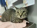 Adopt Reese a Domestic Shorthair / Mixed cat in Cornwall, ON (37710990)